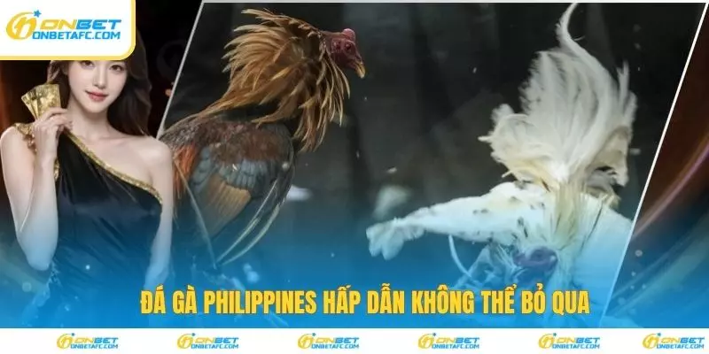 Đá gà Philippines hấp dẫn không thể bỏ qua 